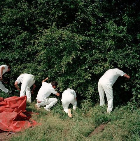 Colour photograph. Five men facing away from us and wearing all white peer into a dense thicket of bushes. Two kneel down and three bend over, heads in the foliage.